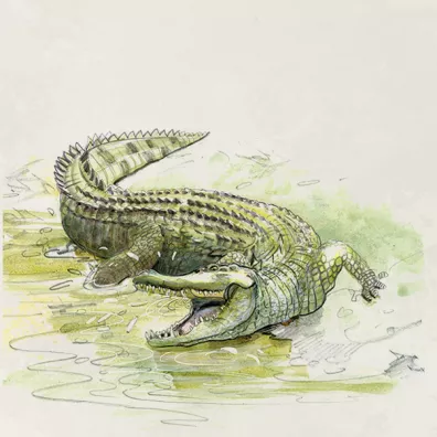 �ladami Darwina
