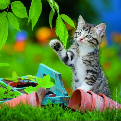 Puzzle 3x49 el. Koci�ta Ravensburger