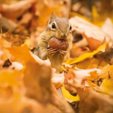 Museums & Galleries Karnet kwadrat z kopert� Chipmunk with an acorn