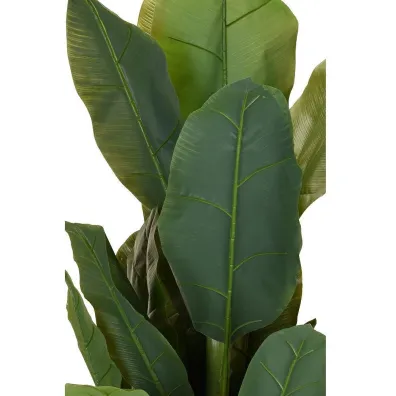 ProGarden Duy bananowiec w donicy 165 cm
