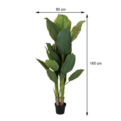 ProGarden Duy bananowiec w donicy 165 cm