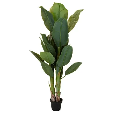 ProGarden Duy bananowiec w donicy 165 cm