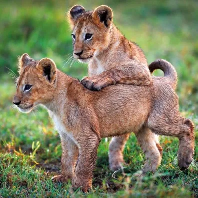 Museums & Galleries Karnet kwadrat z kopert� Lion Cubs
