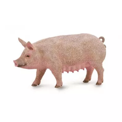 Maciora