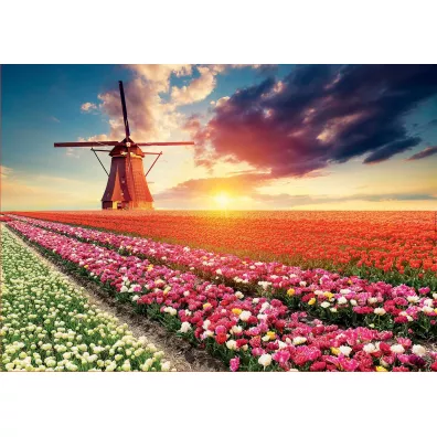 Puzzle 1500 el. Pole tulipan�w Educa