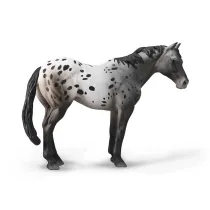 Niebieski Deresz Appaloosa