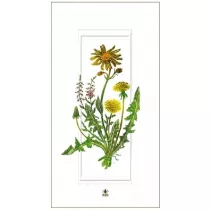 DaVinci Karnet G06 42A 325 + koperta Mlecze 12x23 cm