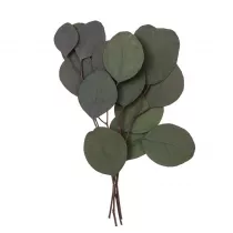 Dalprint Eukaliptus populus 4 ga��zki ok. 20cm zielony