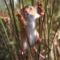 Karnet kwadrat z kopert Harvest Mouse