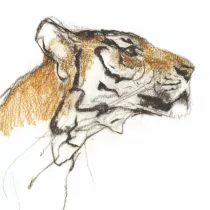 Museums & Galleries Karnet kwadrat z kopert� Head of a Tiger