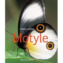 Motyle