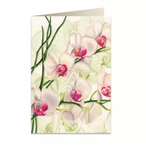 Tassotti Karnet B6 + koperta 5723 Bia�a orchidea