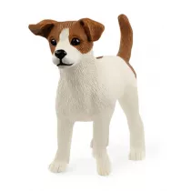 Jack Russell terrier SLH13916