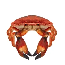 Krab s�onowodny 26cm Beppe