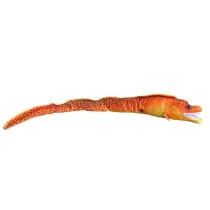 Murena pomara�czowa 80cm Dubi