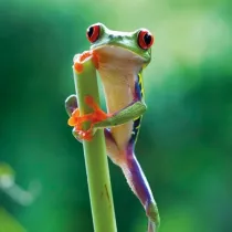 Museums & Galleries Karnet kwadrat z kopert� Red Eyed Frog