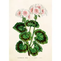 Skona Ting Karnet ST530 B6 + koperta Bia�a pelargonia