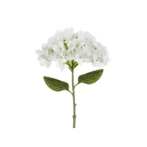 Hortensja biaa 35cm