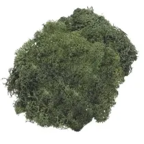 Knorr Prandell Mech dekoracyjny ciemnozielony 50g