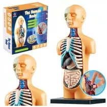 Model anatomiczny ciao ludzkie narzdy Leantoys