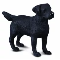 Pies labrador