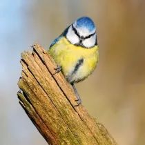 Karnet kwadrat z kopert Blue Tit