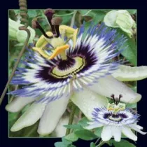 Worth Keeping Magnes 3D Passiflora