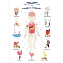 Plakat edukacyjny anatomia cz�owieka dla dziecka format A2