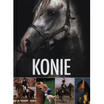 Konie (OT)