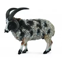 Owca wielorga