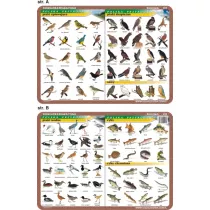 Visual System Podkadka edukacyjna. Ptaki wodne, piewajce