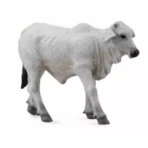 Ciel brahman