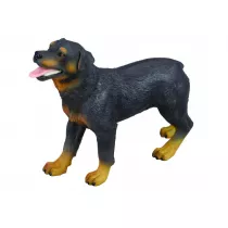 Pies rottweiler