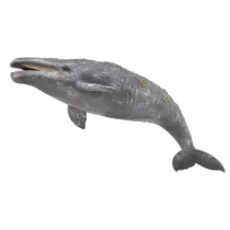Gray Whale