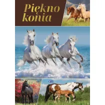 Pi�kno konia
