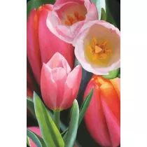 Worth Keeping Mini kartka 3D Tulipan