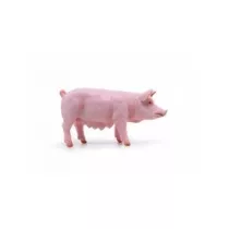 Maciora