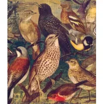 Skona Ting ciereczka kuchenna Ptaki