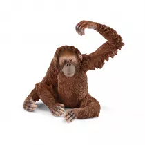 Orangutan samica