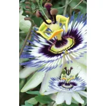 Worth Keeping Mini kartka 3D Passiflora
