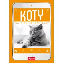 Koty - najpikniejsze rasy /n/