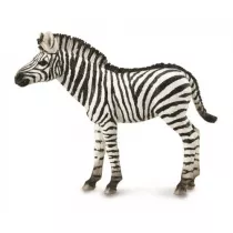 Zebra Foal