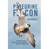 The Peregrine Falcon