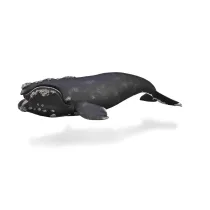 Wale�
