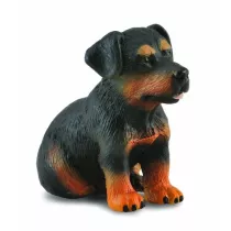 Pies rottweiler szczeniak