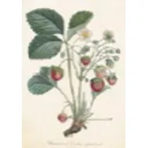 Karnet ST238 B6 + koperta Rolina truskawki