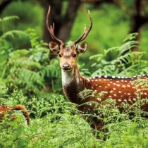 Museums & Galleries Karnet kwadrat z kopert� A Chital Deer