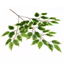 Arpex Kompozycja kwiatowa gazka benjamina cieniowana VC3629