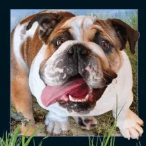 Pocztwka 3D Buldog