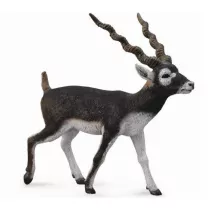 Antylopa Blackbuck